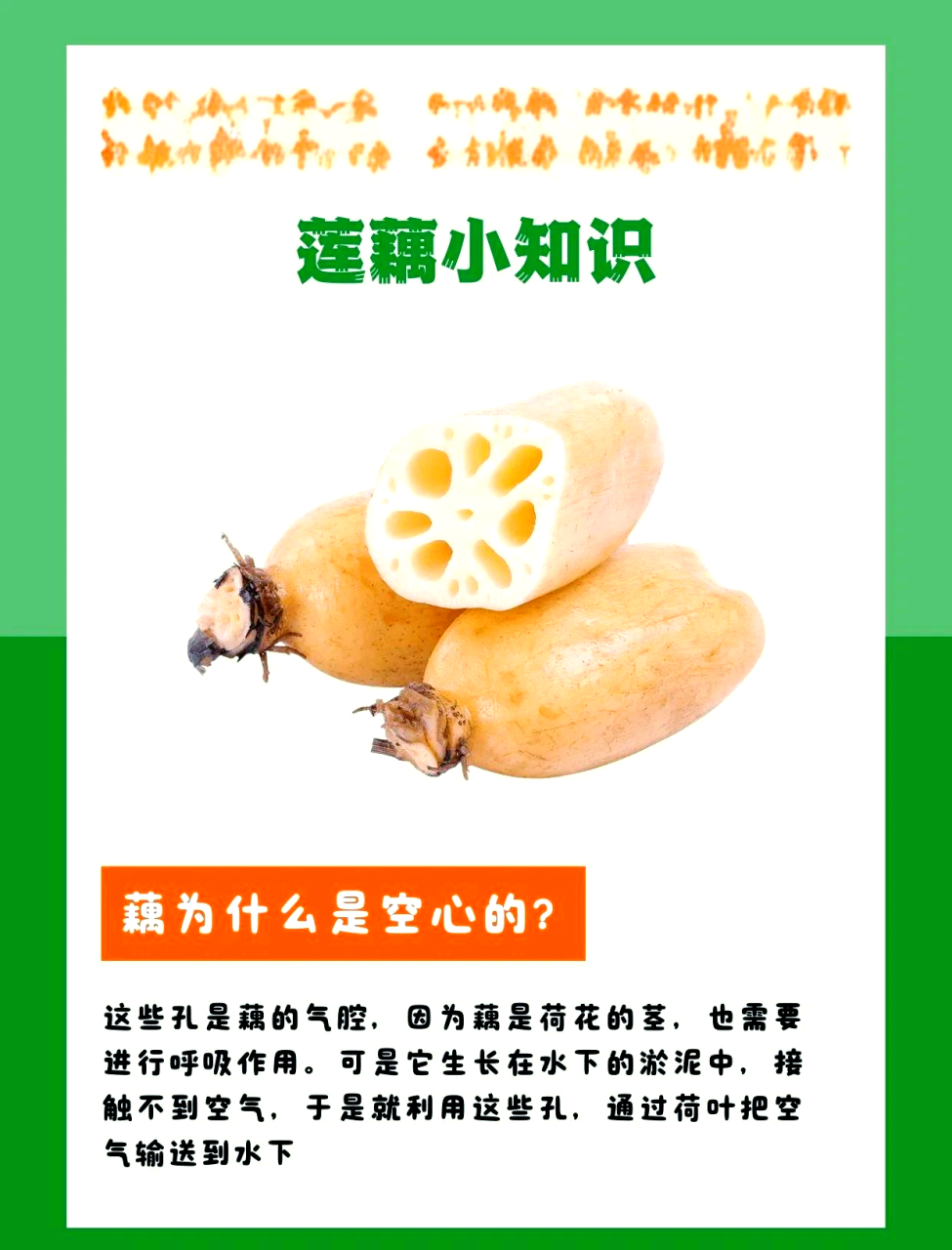 促消化,改善肠道作用