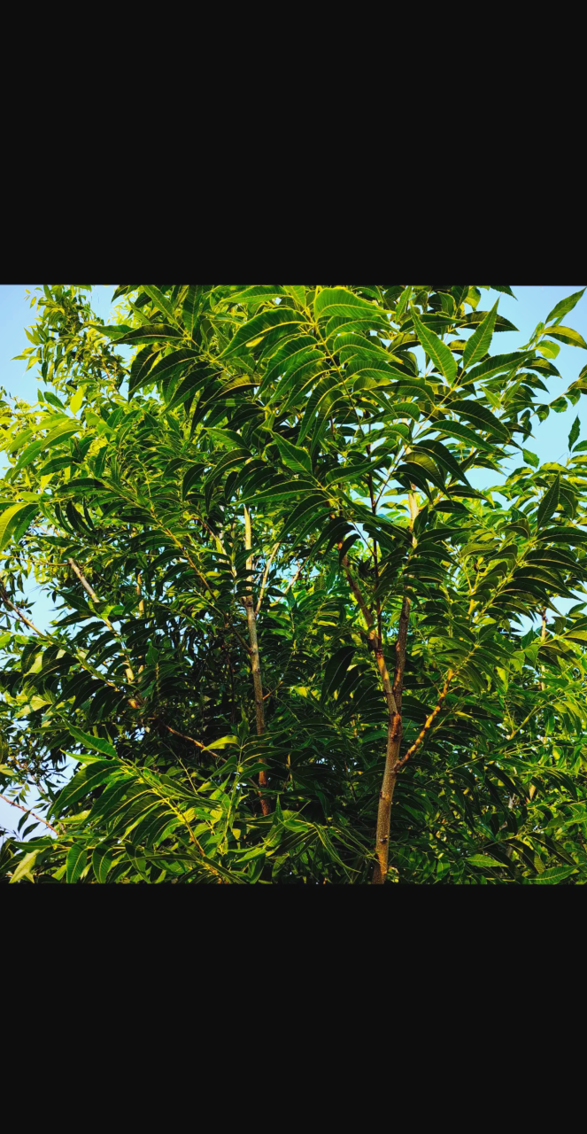 促进心血管健康