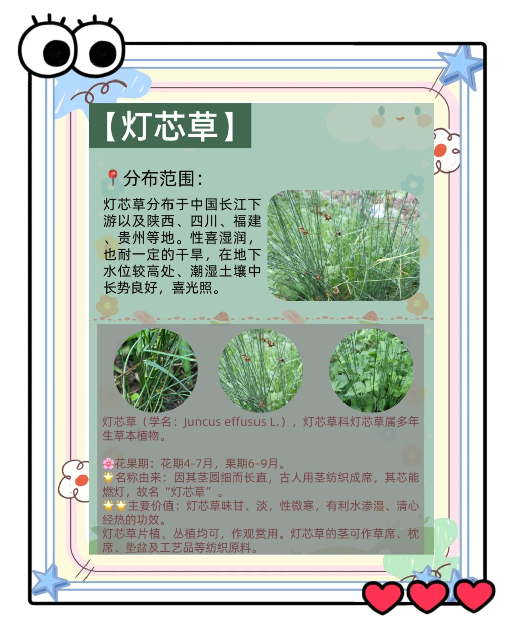 安神助眠,改善睡眠质量