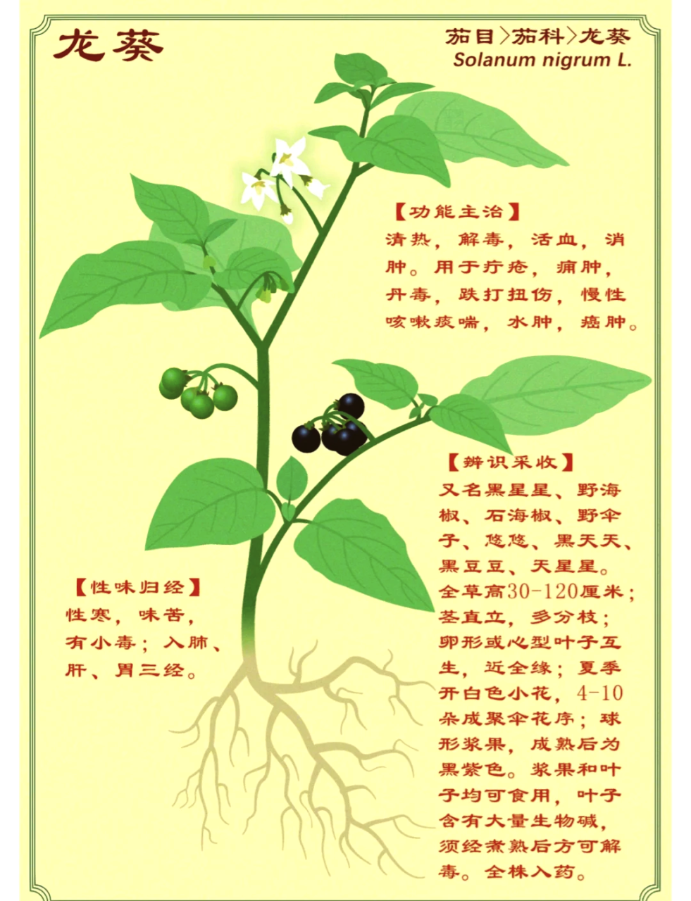 龙葵的主要功效与作用