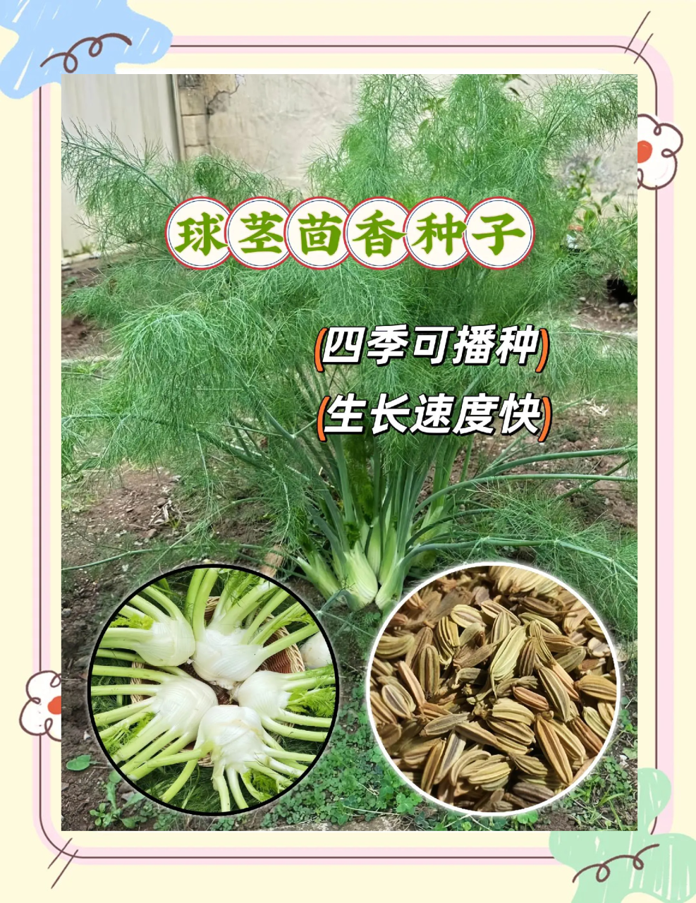 具有抗氧化与抗炎作用