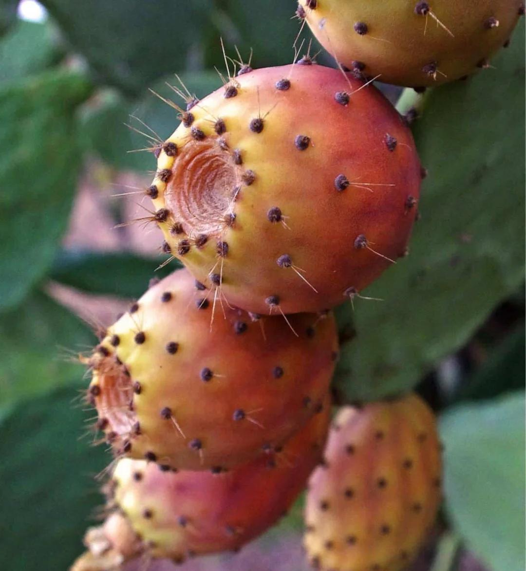 调节血糖,适合糖尿病患者