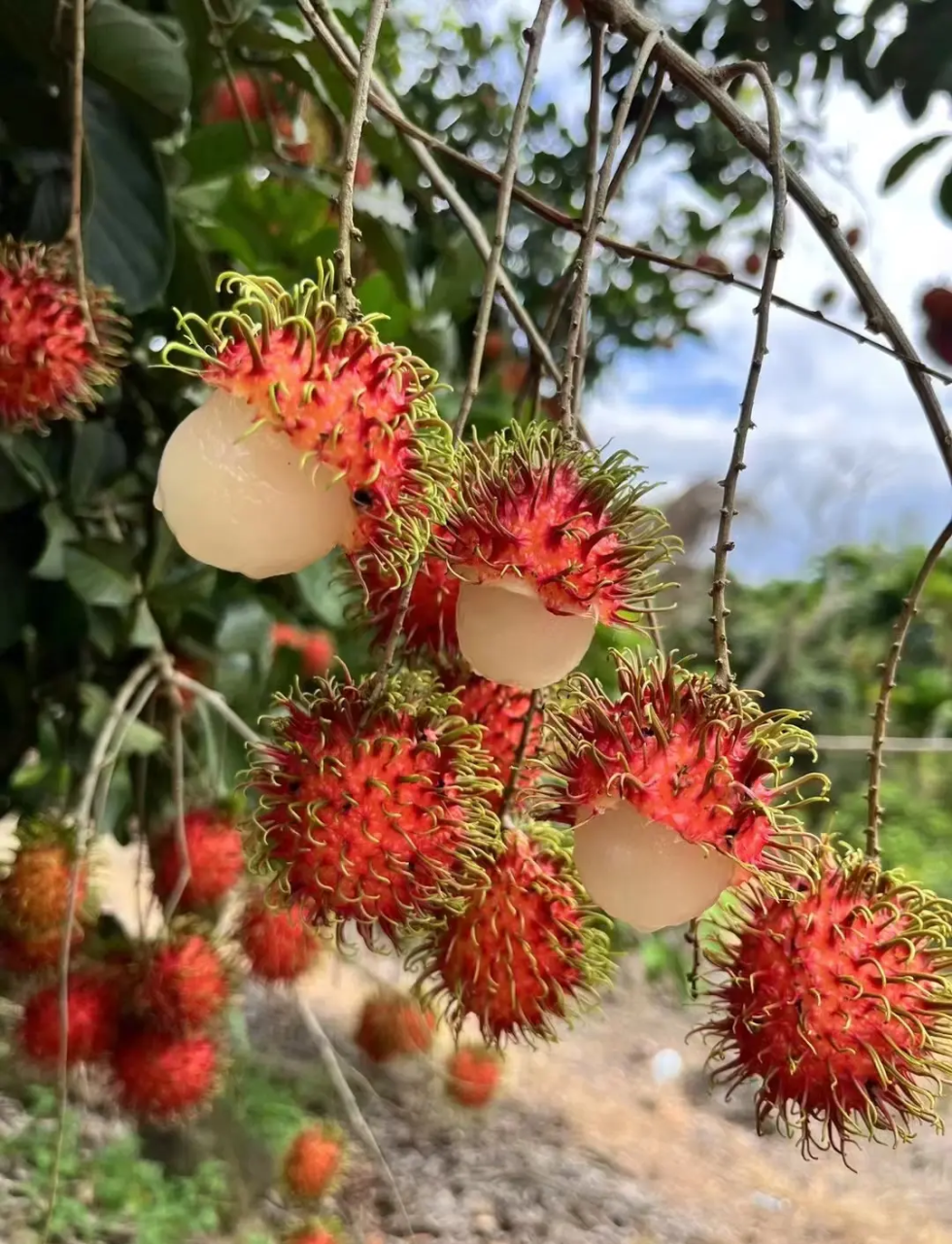 有助消化与护胃