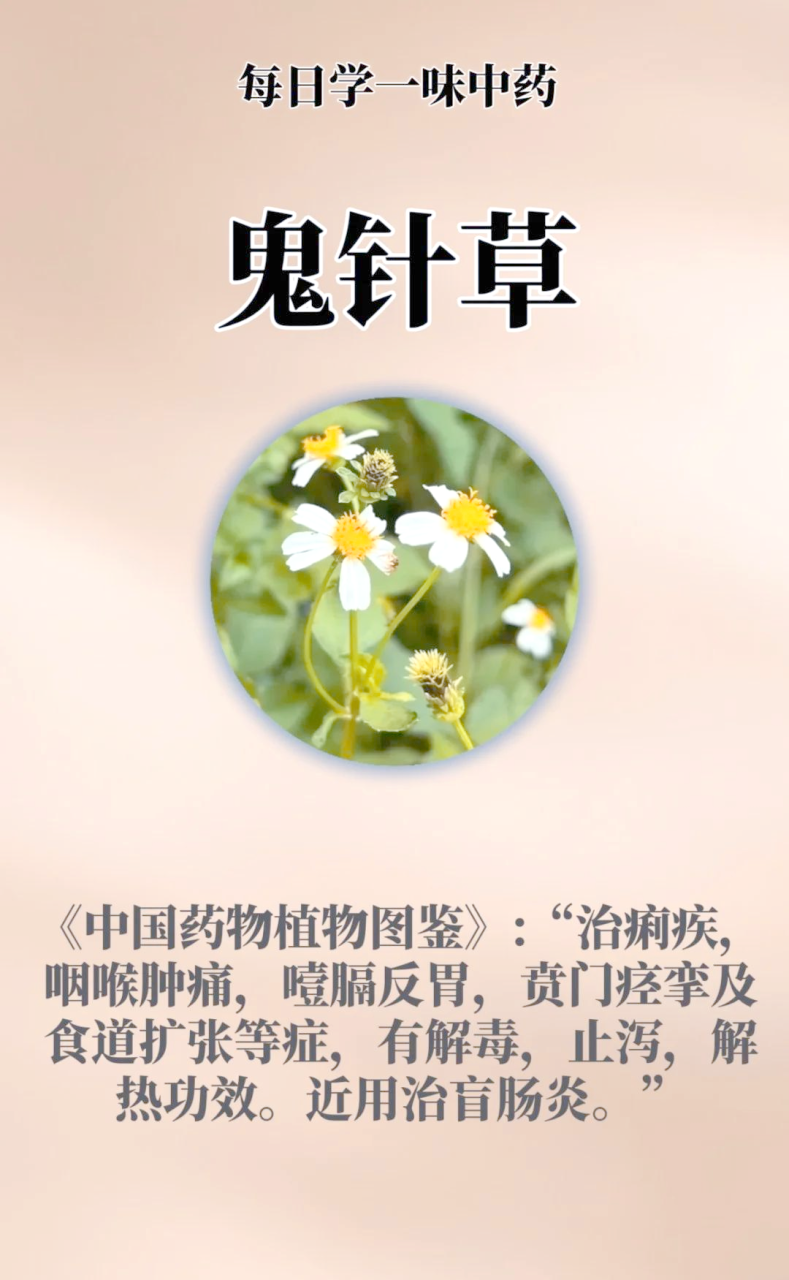 抗菌抗炎,增强免疫力