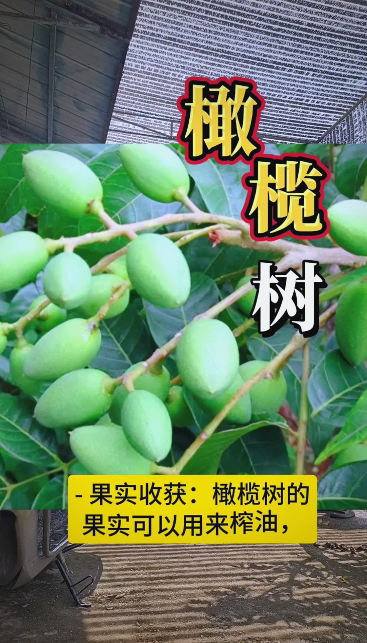 橄榄果的多样吃法值得尝试