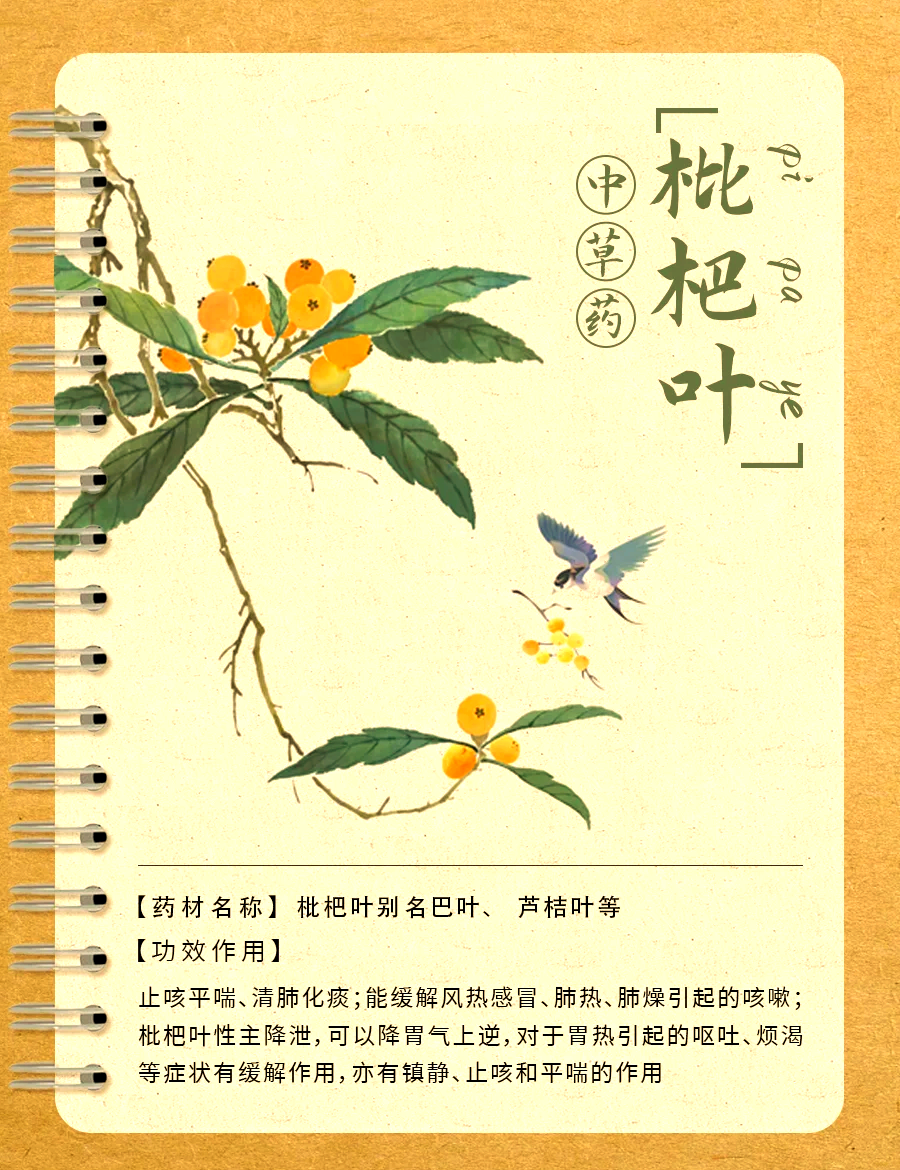 小小一片叶,蕴含大智慧