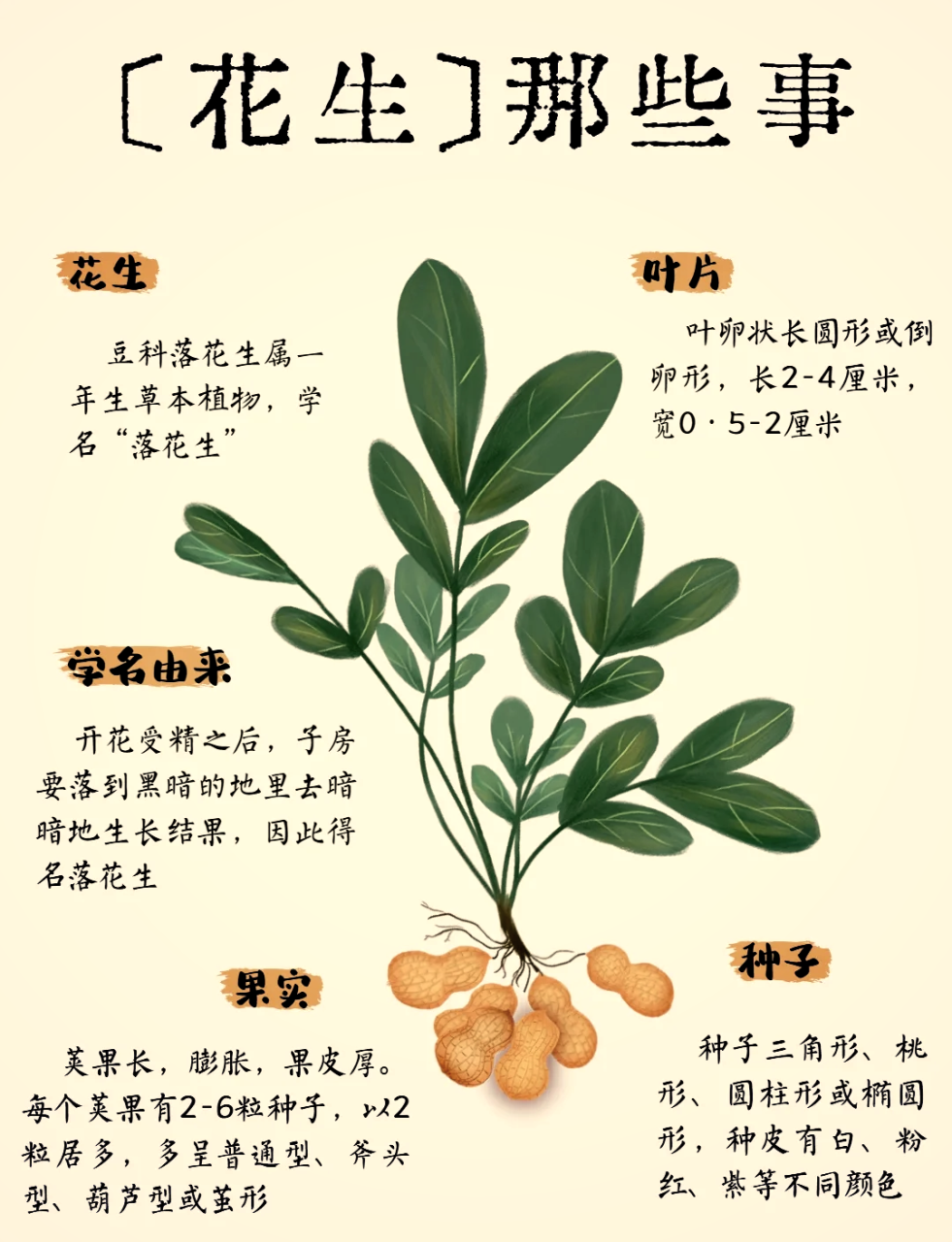 吃生花生,好处多多