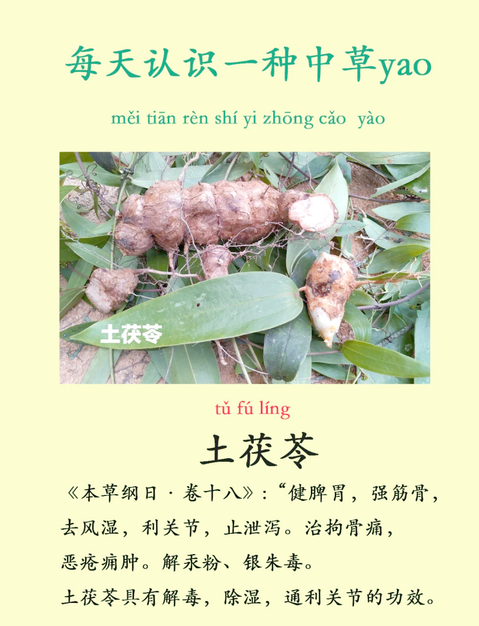 茯苓现代化的身心健康使用价值