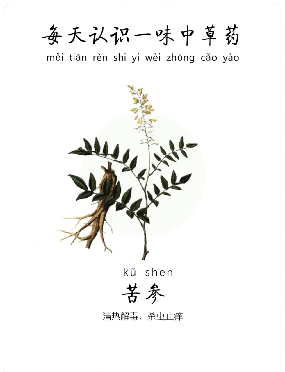 清热去火,抵抗体内湿热