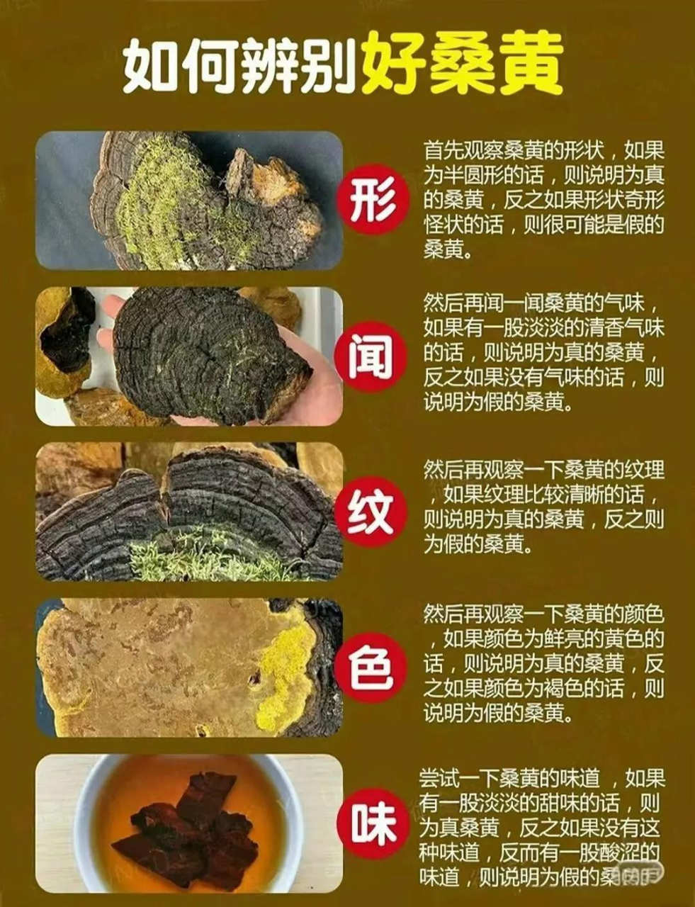 桑黄的主要功效和作用