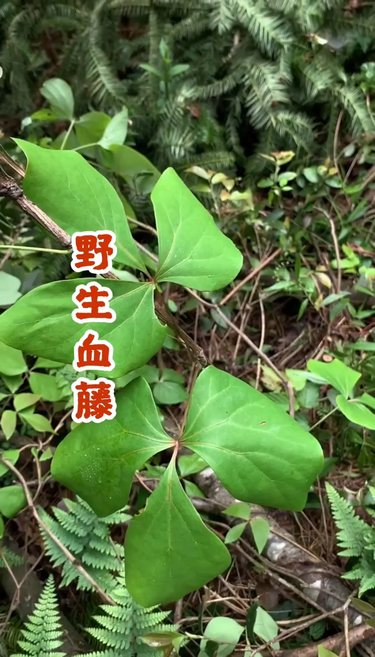普遍用途及组合提议