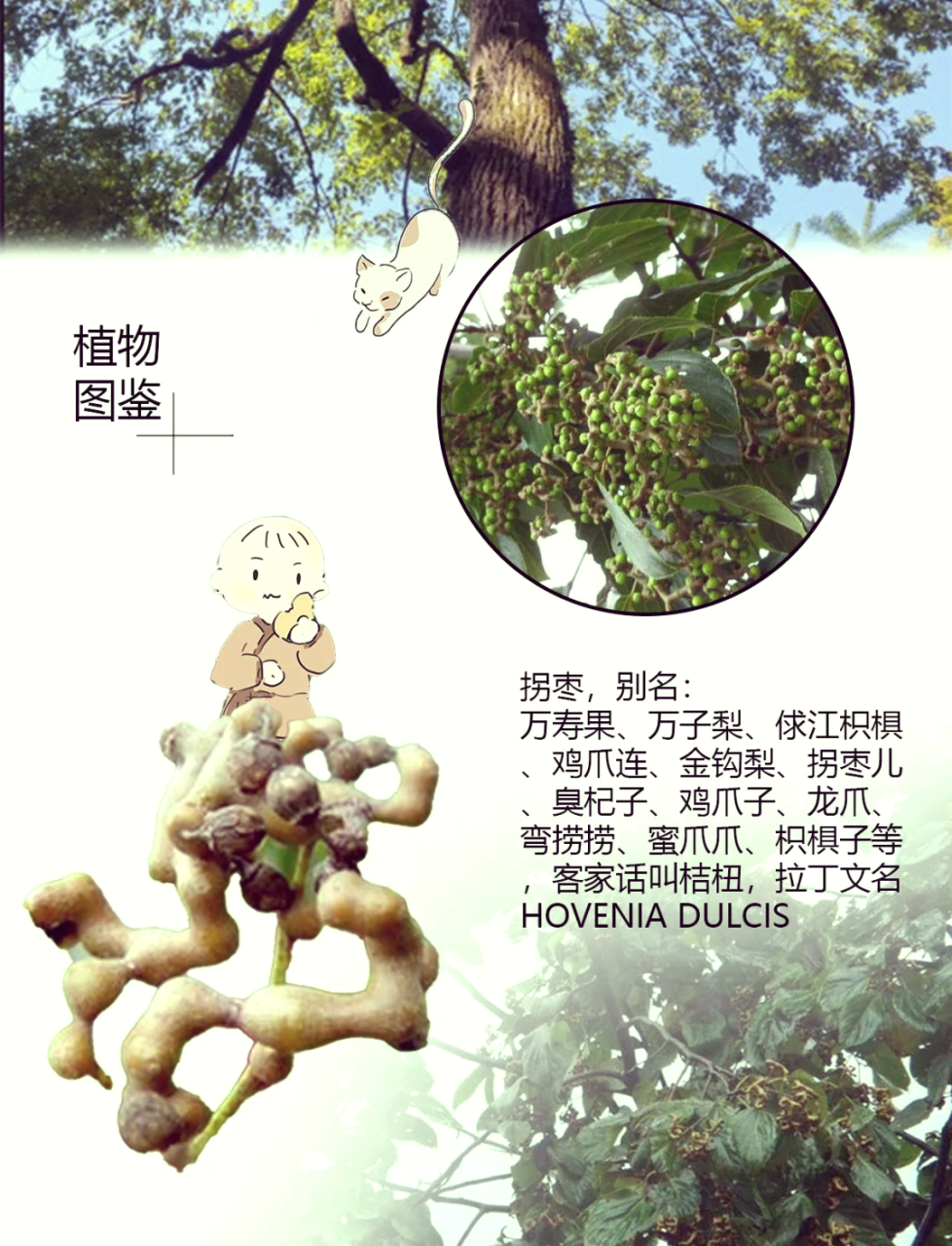 拐枣有很多种身心健康功效