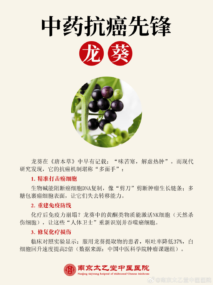 龙葵的健康益处与日常应用