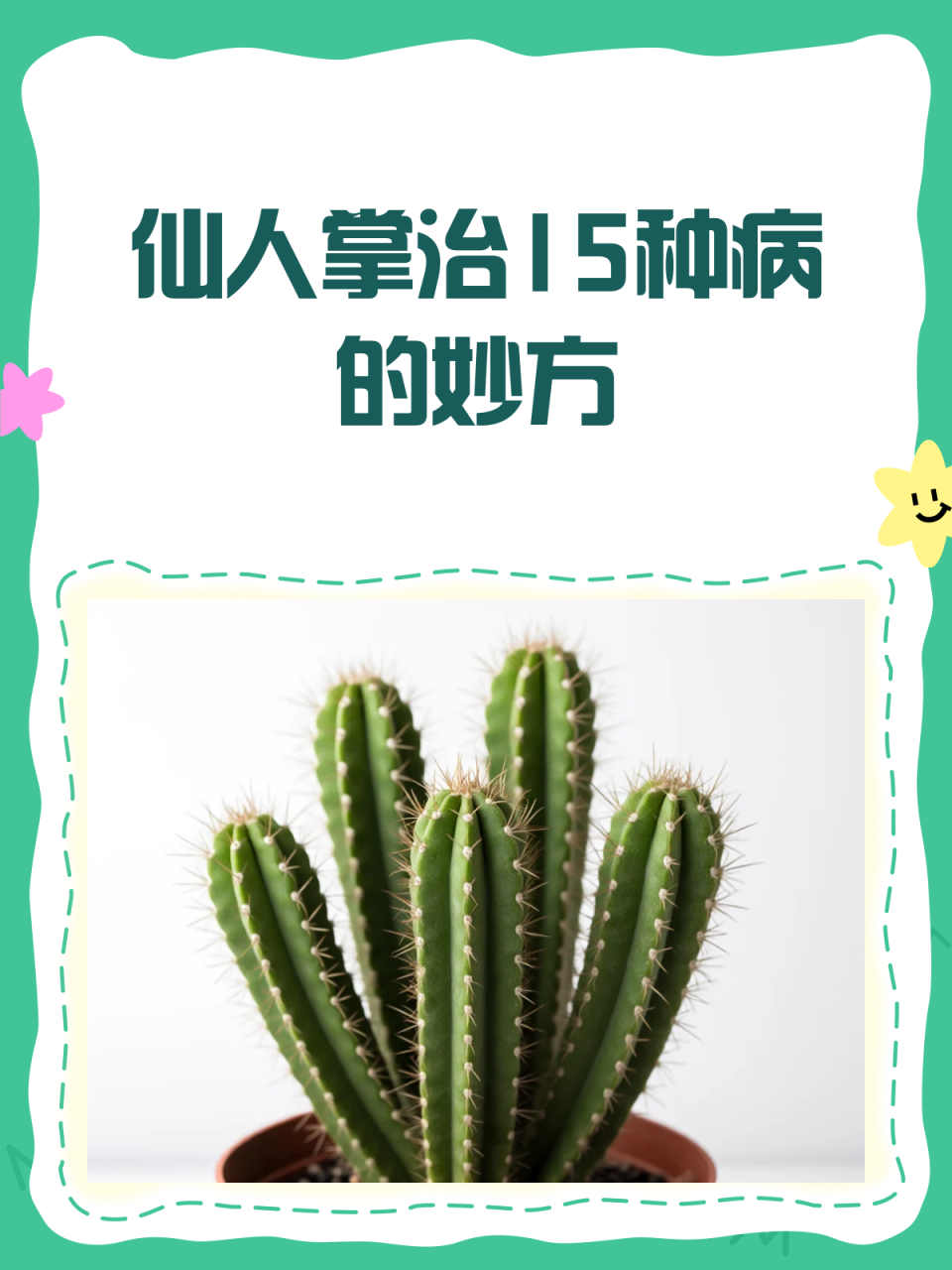 如何正确使用仙人掌?