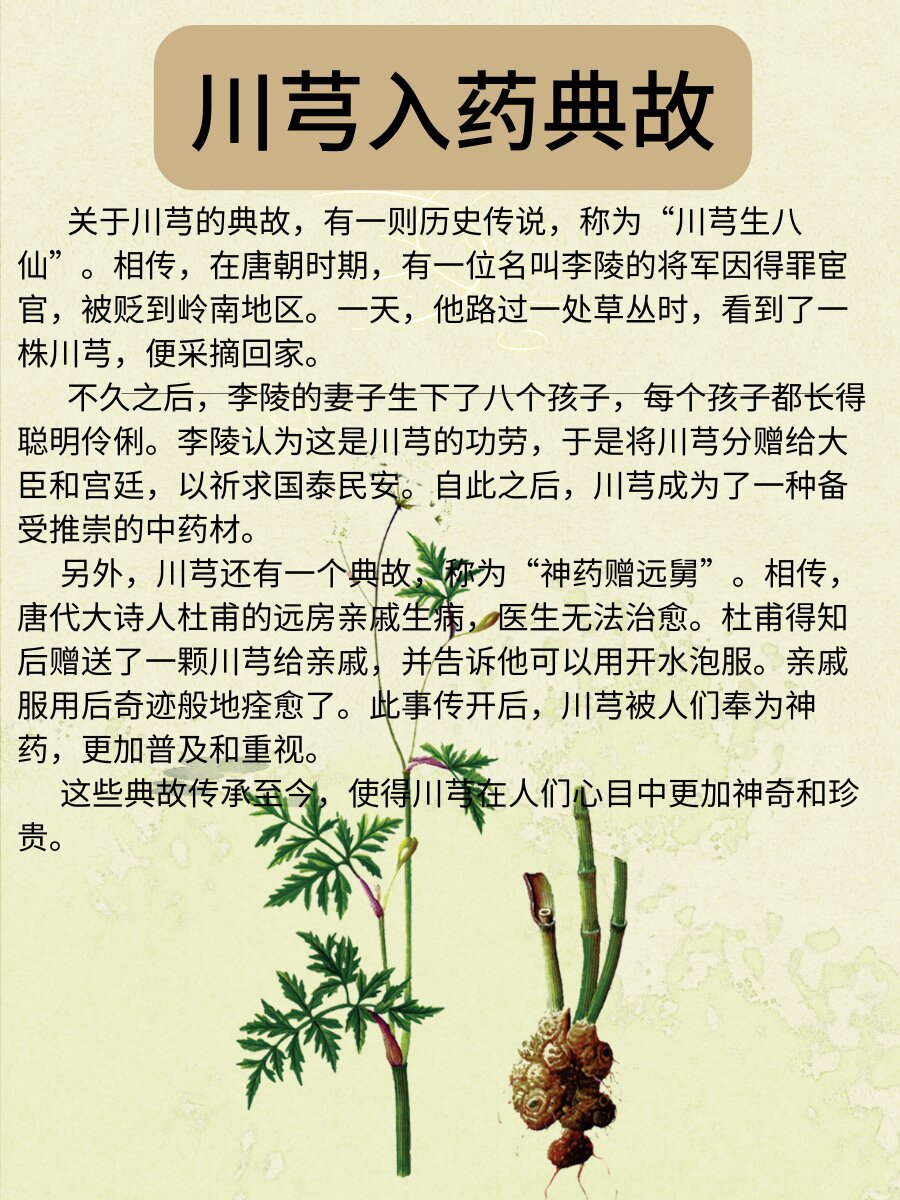 挑选川芎要注意品质