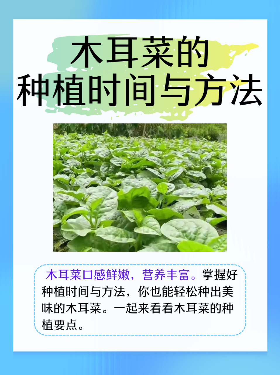 清热解毒,适合夏季食用