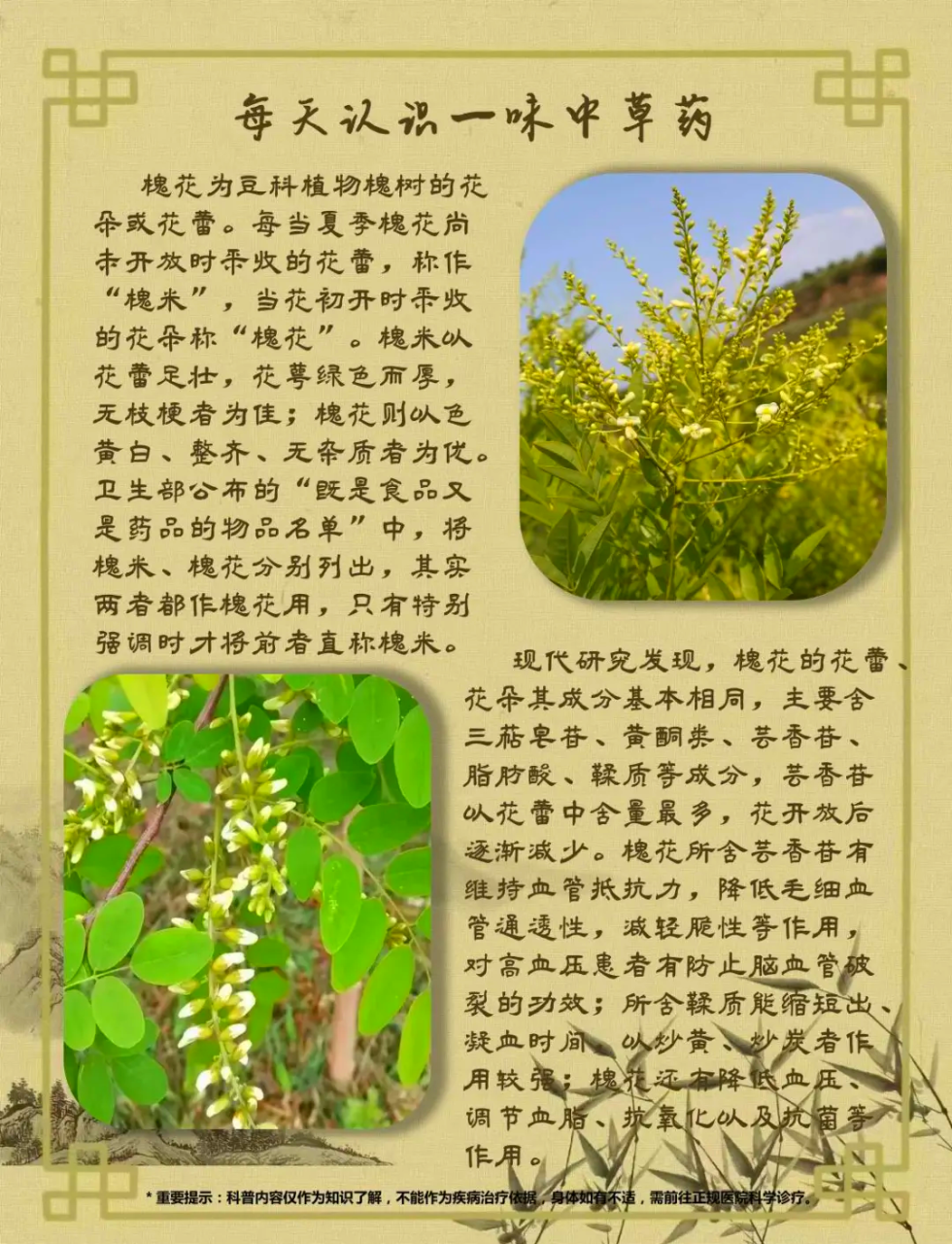 如何吃槐花