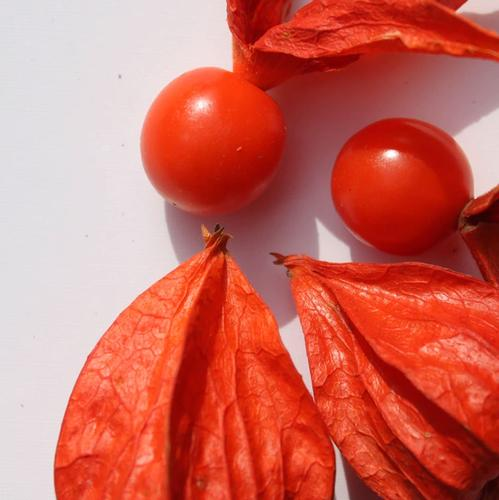 红姑娘健康作用