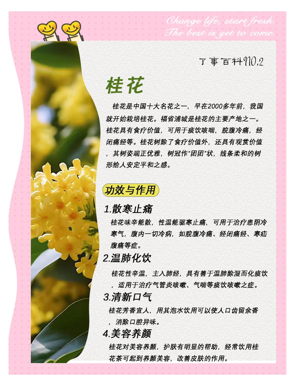 日常生活中的桂花应用