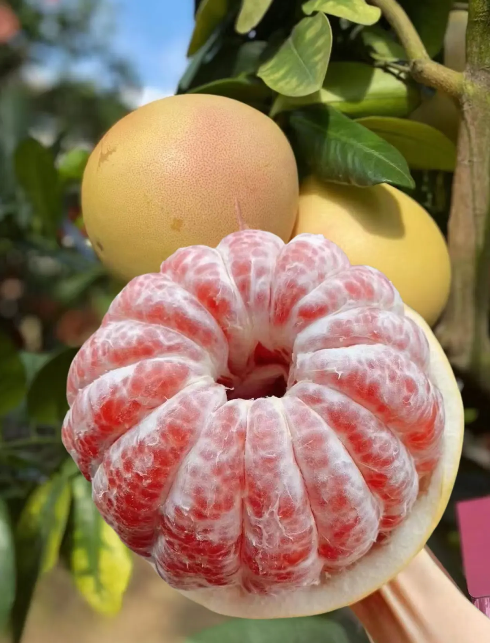 有助于心血管健康