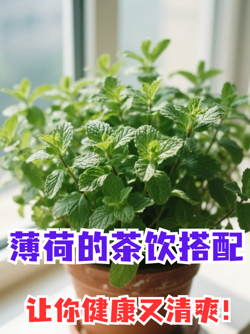 饮用方式多种多样,适宜日常饮用