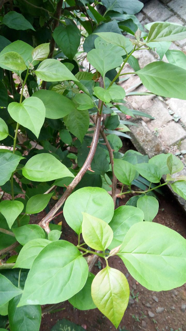 普遍的用处与应用方式