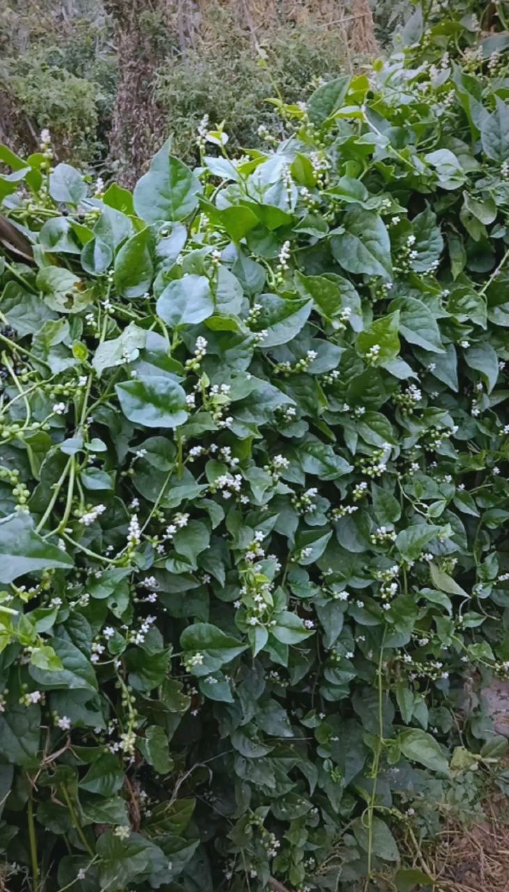 维生素与矿物质的宝库