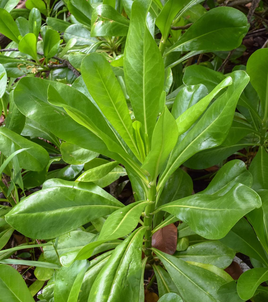 如何正确使用大青叶?