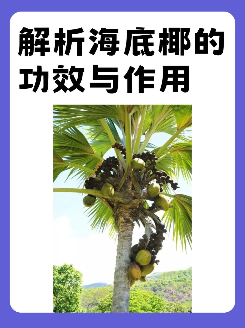 小提示:怎样正确服用深海椰子