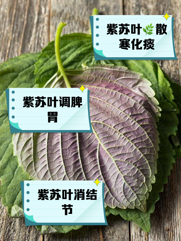 传统医学中的“神奇叶片”