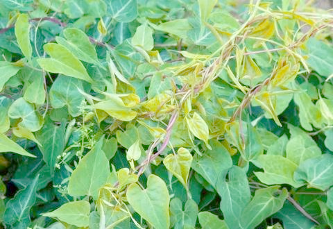 药用价值的探索