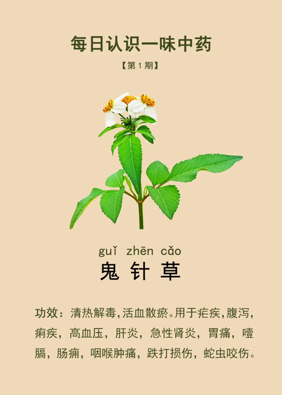 促进消化,改善肠道功能