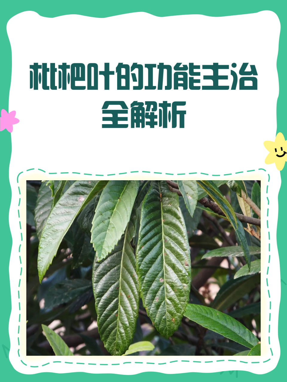 传统与现代结合,让枇杷叶焕发新生