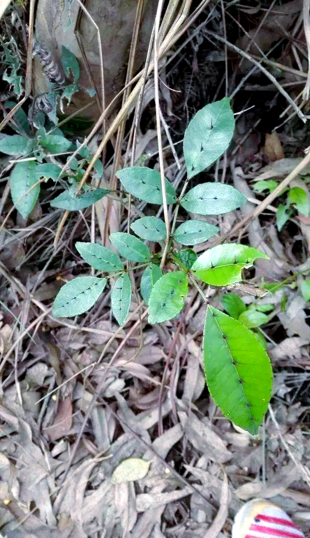 日常应用广泛,方便实用