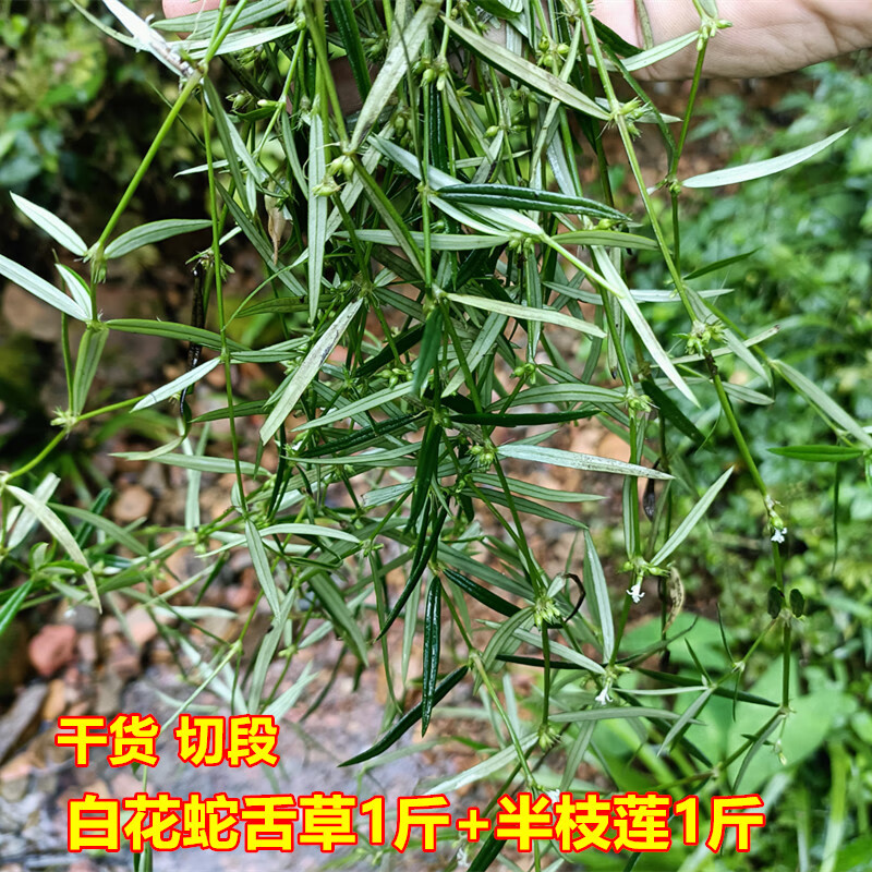 如何正确使用白花蛇舌草?