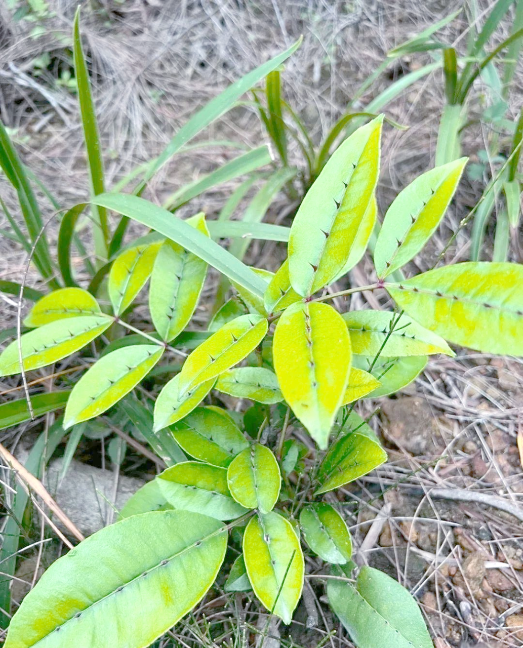 选择正规渠道,安全使用