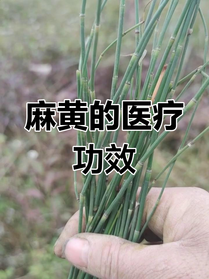 普遍的用处与应用方式