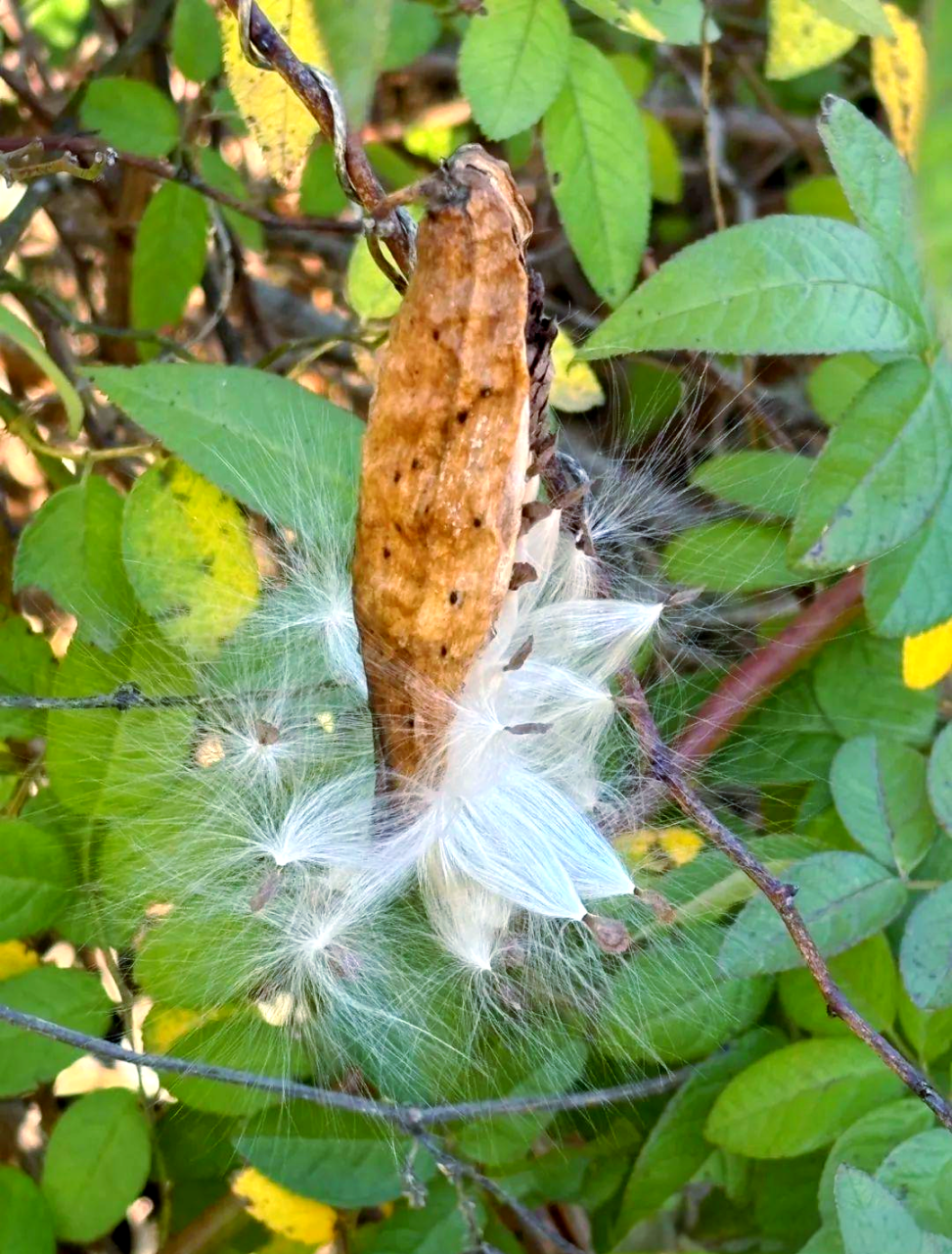 萝藦的健康功效