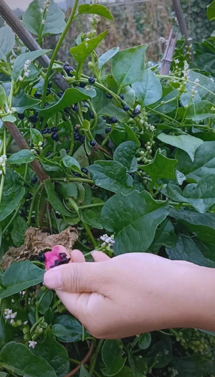 多样烹饪方式,美味又营养