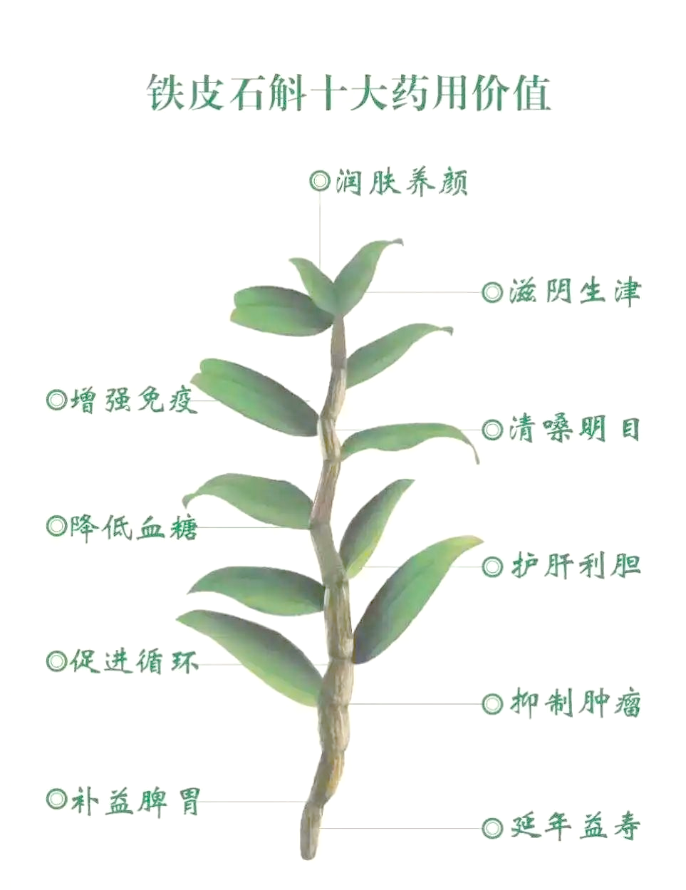 铁皮石斛的主要功效