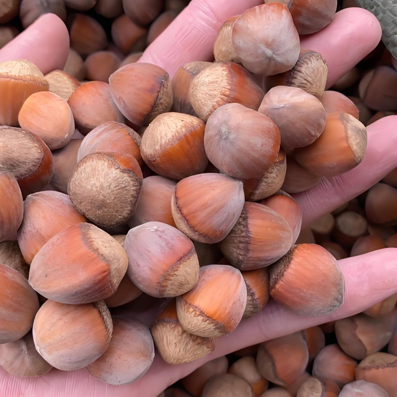 小坚果,大健康产业使用价值