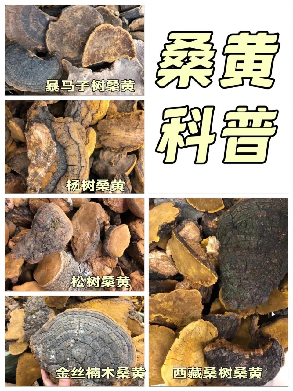 如何正确使用桑黄