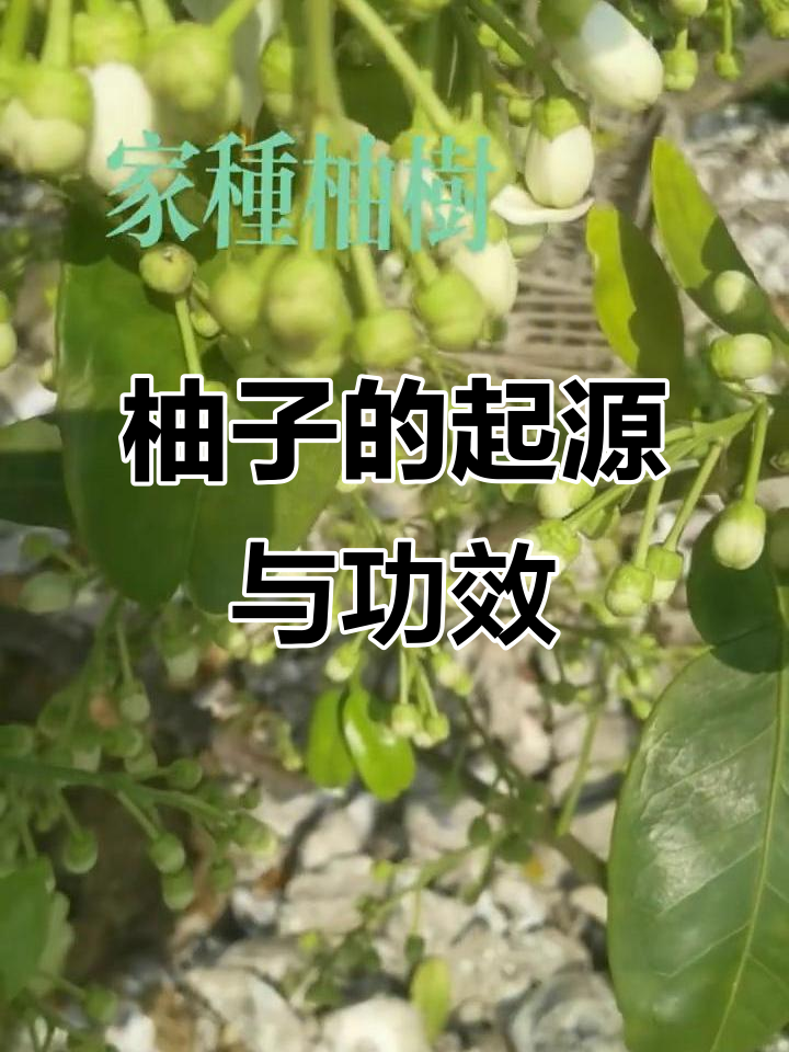 清热解毒,适合夏季食用