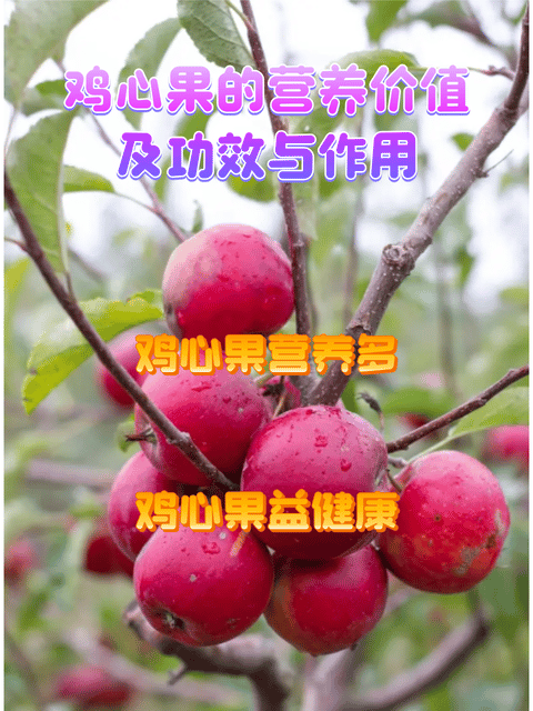 如何挑选和食用鸡心果?