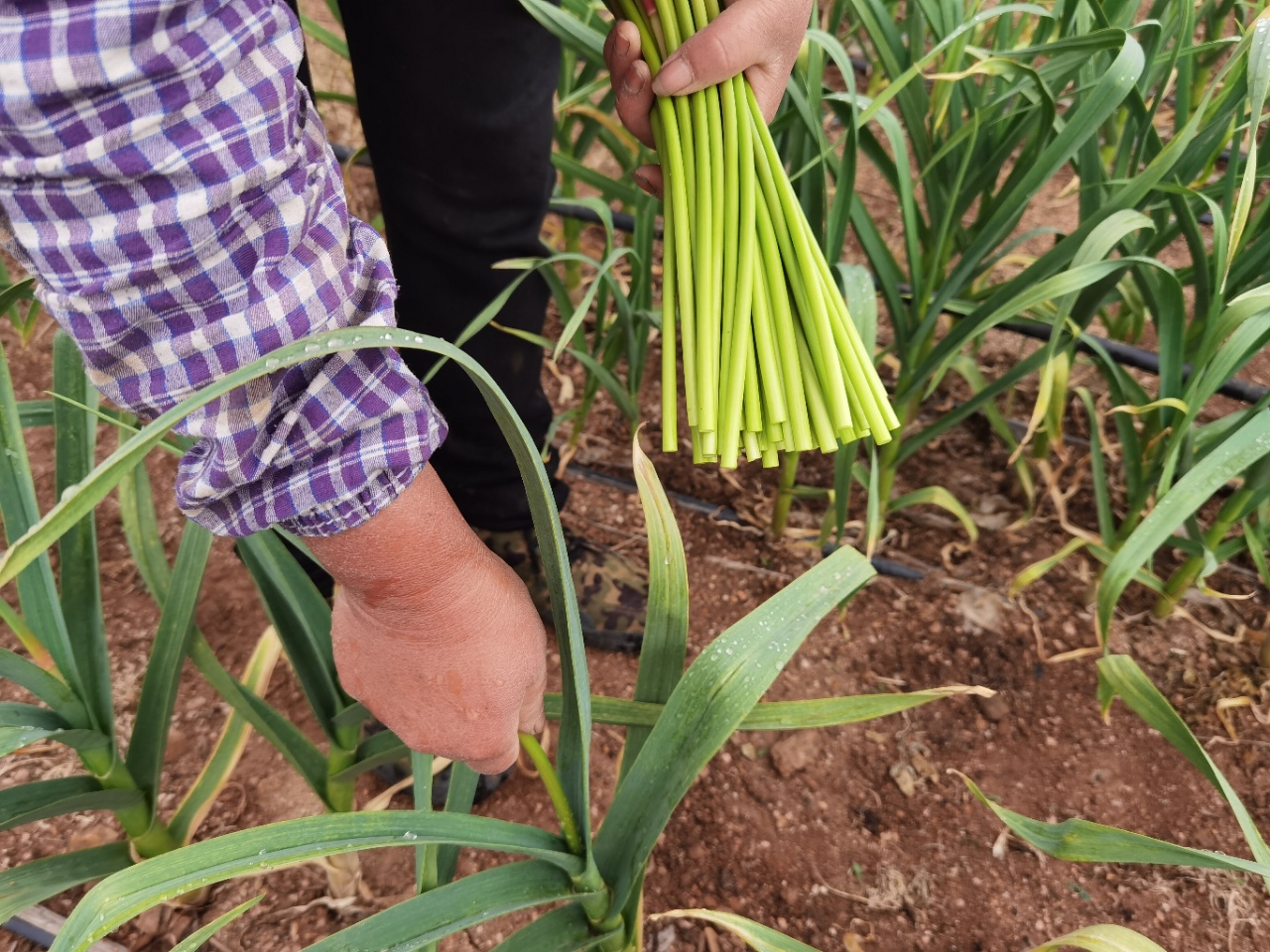 选择新鲜蒜苔的小技巧