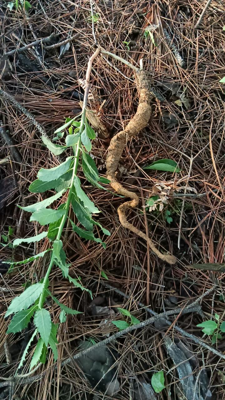 选择沙参,从自然中汲取力量