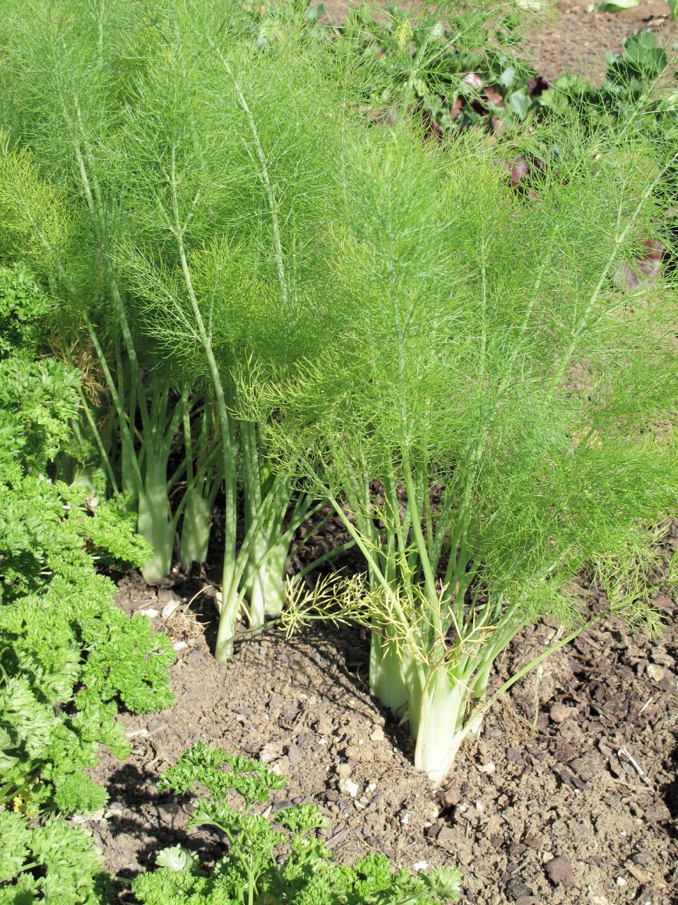 有助于缓解胀气与消化不良