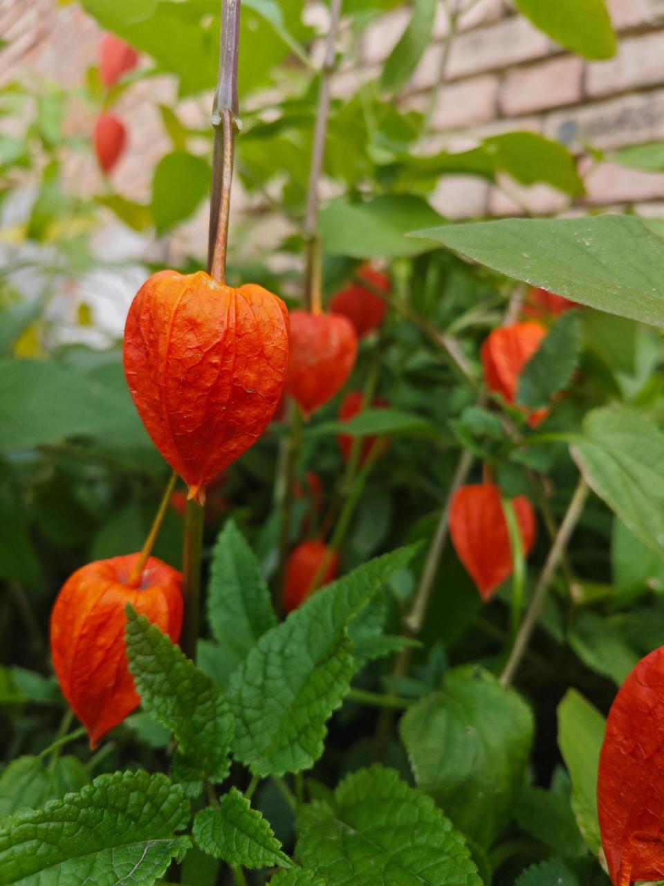 怎样吃红姑娘？