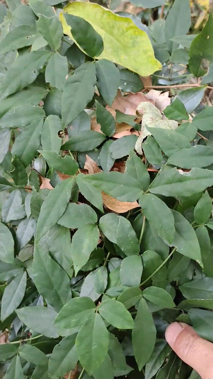 药用价值不容小觑