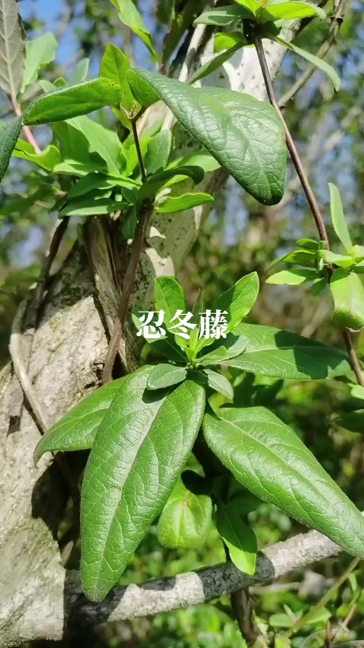 药用价值不容小觑